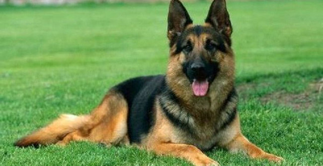 Celebrate the World's Most Intelligent Dogs: Australian Shepherd