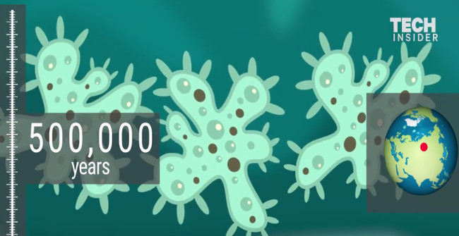 The Longest-Lived Organisms on Earth