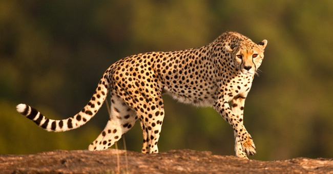 Cheetah Hunting Newspaper Sped up 0-95km/h in 3 Seconds to Defeat the Spectacular Prey
