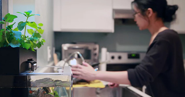 Clean the Aquarium Yourself Thanks to Symbiotic Relationships Between Fish and Plants in the Tank