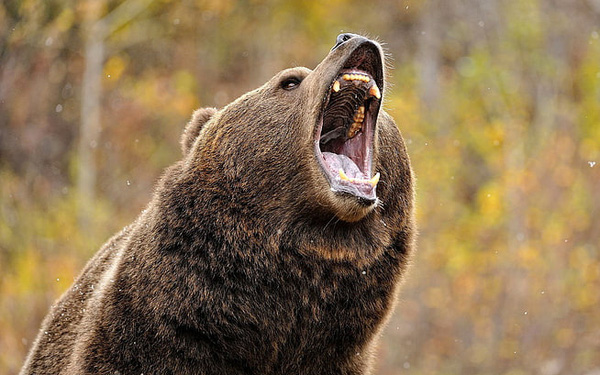 Climate Change Is So Severe That Hibernating Bears Woke up 2