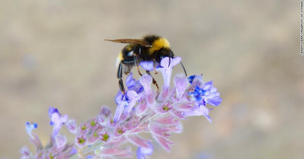 Climate Change Puts Bees at Risk of Extinction, but It's Not Too