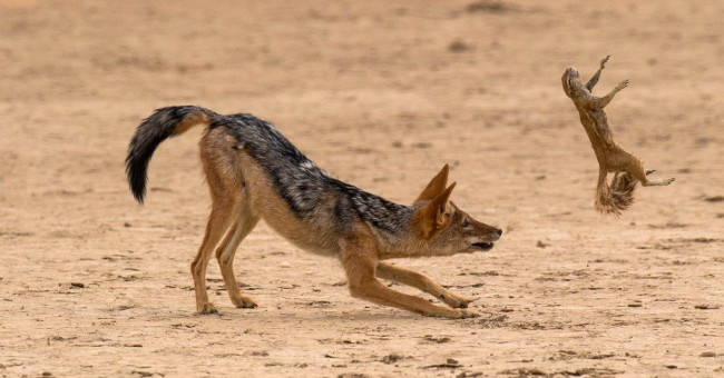 Close up of the Life and Death Moments of Wild Animals