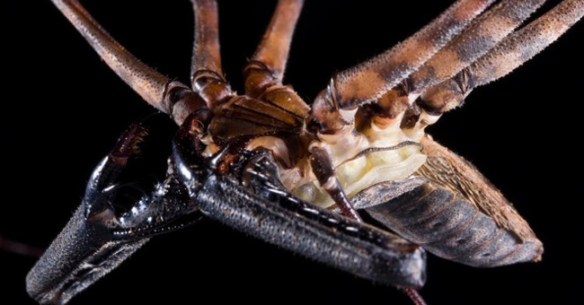 Close up of the Molting Process of Long Leg Spiders for 1 Hour