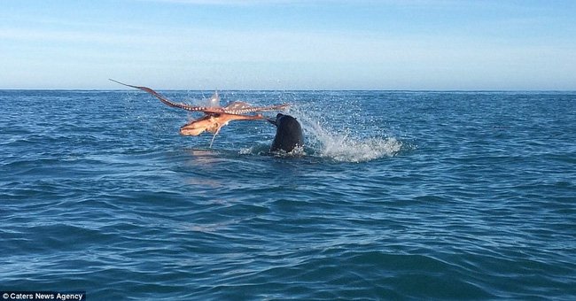 Close up of the Ocean Monster Being Torn by the Seals Surprised Many People