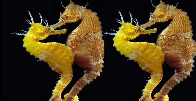 Close up of the Process of Female Seahorses Sending Eggs