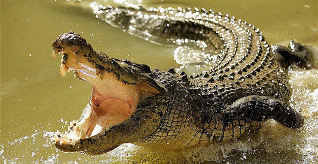 Close up of the Sharp, White Teeth of Saltwater Crocodiles When