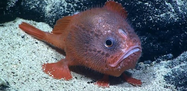 Close-up of Fish Walking on the Seabed Surprised Many People