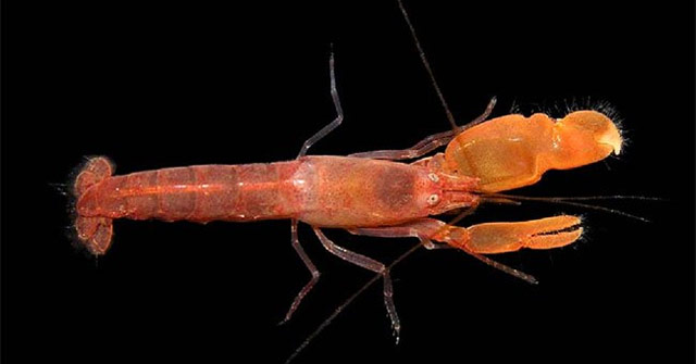 Close-up Shot of 'Killer' of Pistol Shrimp, Speed 97km // H