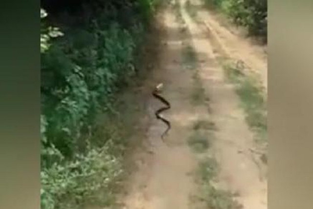 Cobra Snakes Its Head in a Beer Can and an Unexpected Ending