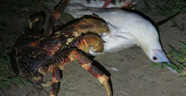 Coconut Crabs Attack, Kill Crazy Birds Sleeping to Eat Meat