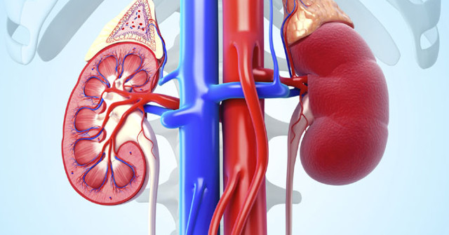 Coffee Reduces the Risk of Death in Kidney Patients