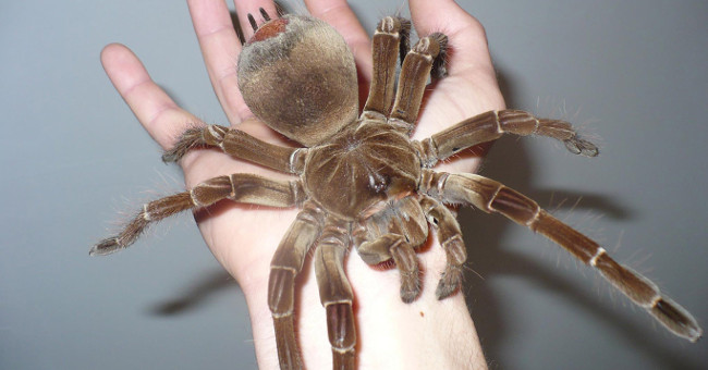 Cold with the World's Largest Large Spider, Can 'Re-eat' the Mouse in the Blink of an Eye