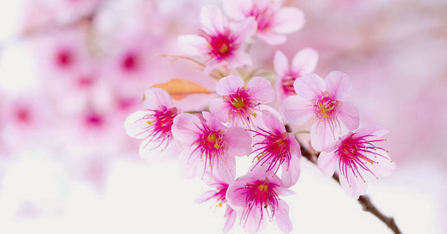 Collection of the Best Peach Blossom Flower Wallpapers for