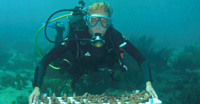 Concrete Bubbles Promise to Help Restore Coral Reefs Faster