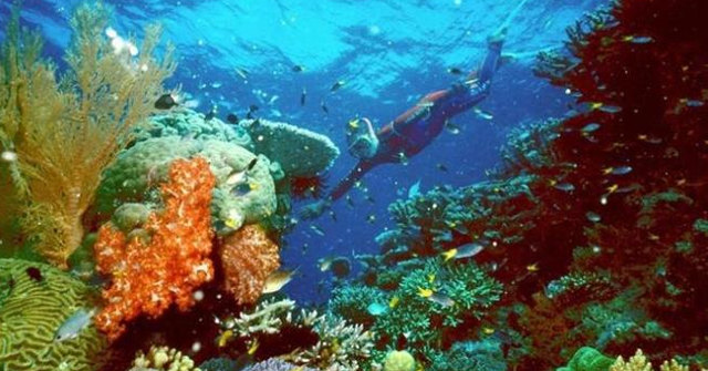 Coral Reefs Are Severely Bleached without the Impact of El Nino