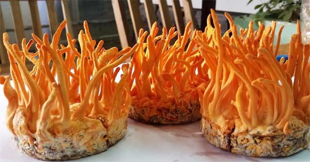 What Cordyceps Cure: Cordyceps What Cure?