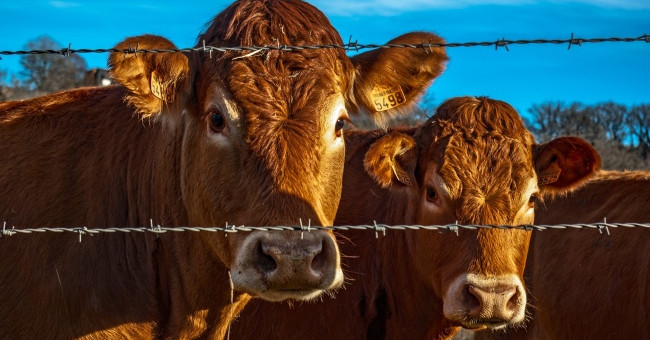 Cows Also Have Close Friends and 10 Facts About Animals You May Not Have Heard Before