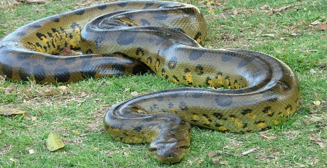 Crying with 10 Giant Python Species in the World