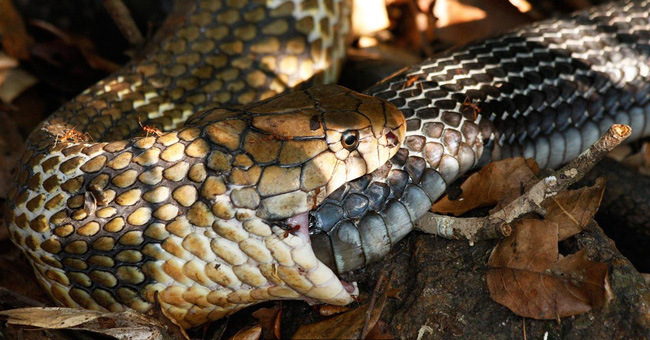 Decipher the Mysterious Horror Phenomenon: Animals Eat Their Own Meat