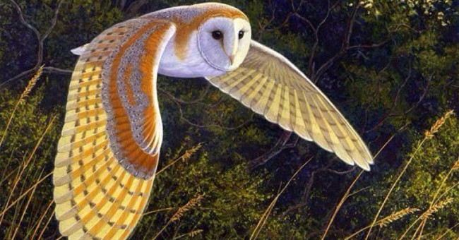 Decipher the Mystery of Pig Birds, Birds Signal Death