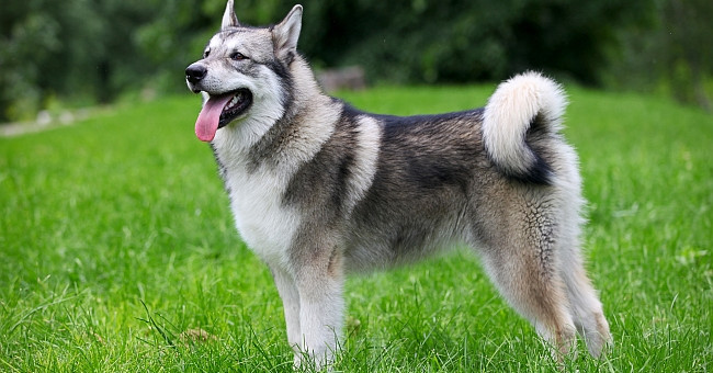 Decipher the Strange Behavior Often Seen in Dogs