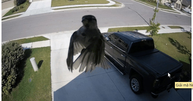 Decode the Image of a Bird That Doesn't Flap Its Wings, but Still