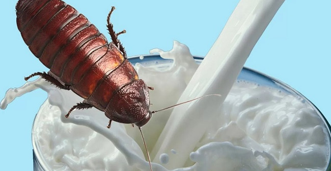 Delicious Cockroach Milk and 4 Times the Milk Cow's Milk, but Are