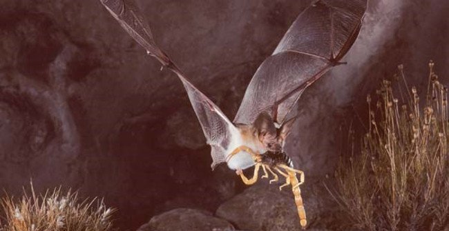 How Pallid Bats Resist Scorpion Venom