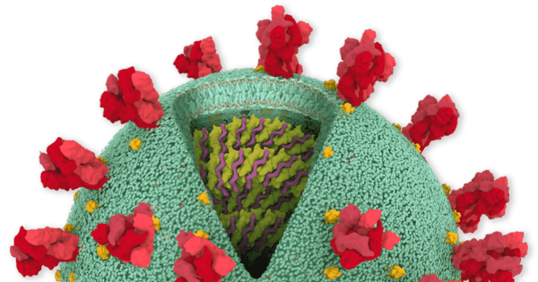 Detail of the Genome SARS-CoV-2: Terrorists Occupy Human