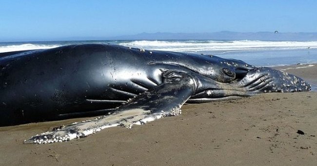 Detecting Dead Bodies of Humpback Whales on the Coast of Sea Isle