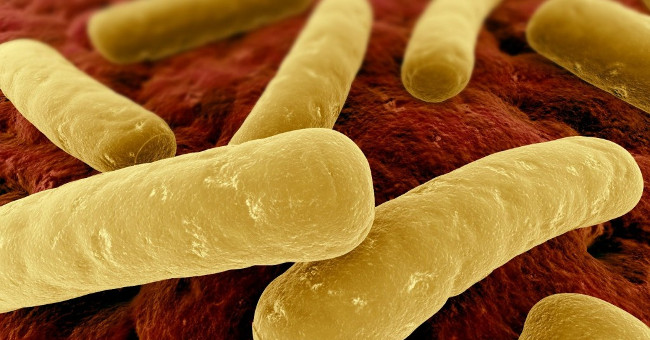 Deworming Drugs Can Stop Dead C. Difficile Bacteria