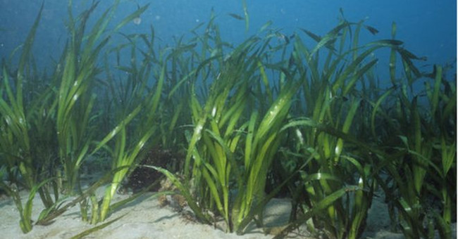 Did You Know: 100 Scientists, 28 Countries Are Calling for Seagrass Protection
