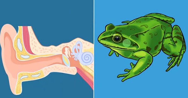 Did You Know: People and Pigs Have the Same Skin Structure, Human