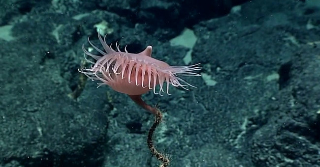 5 Strange Creatures Than Even Science Fiction Novels