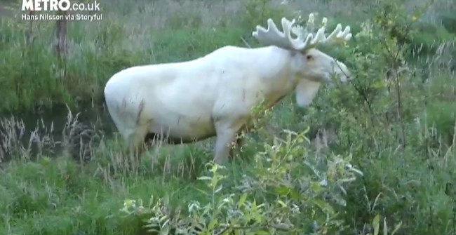 Beautiful White Elk from Head to Toe Like Stepping Out from Fairy Tales
