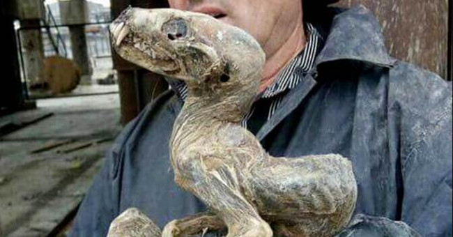 Mysterious Monster Fossils in Siberia Diamond Mine