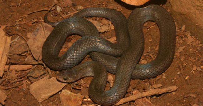 New Snake Species in Con Dao