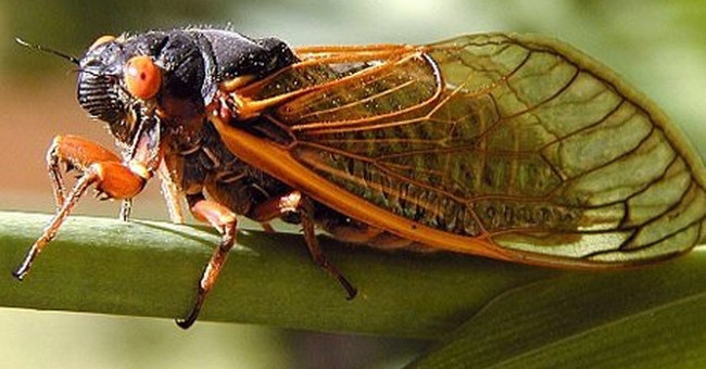 Supernatural Abilities Only in Cicadas