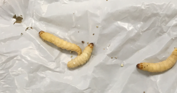 Discover the 2-in-1 'Plastic Feeding Machine': the Caterpillar