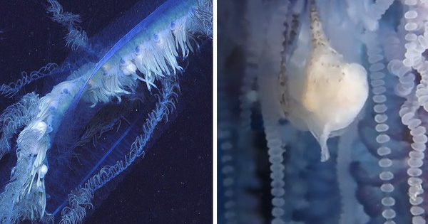 Discover the Longest Giant Marine Species Ever Recorded