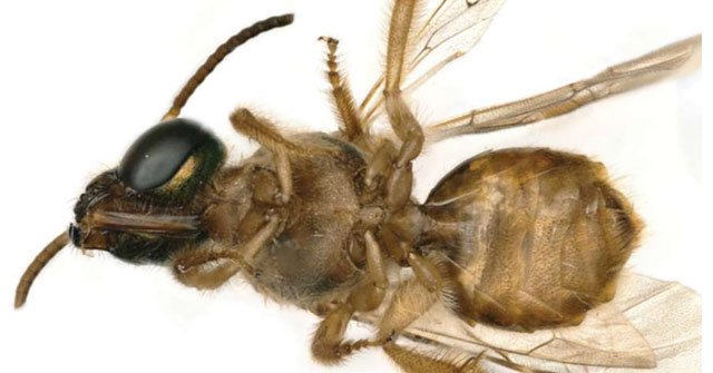 Discovered 'Super Male and Female' Bees Are Extremely Rare