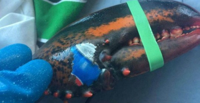 Discovered 'Tattoo' Lobster Pepsi Logo and Anxiety About the Sea Future