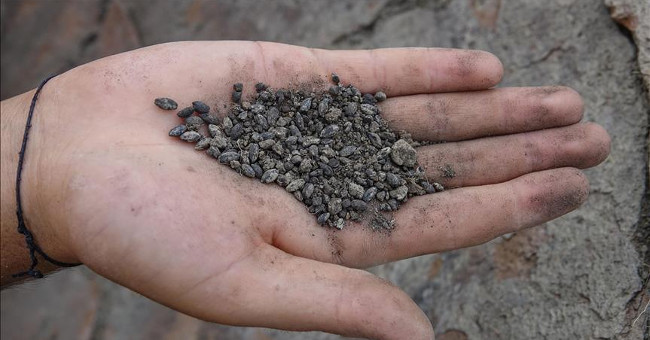 Discovered the 2800-year-old Ancient Seed Found in Turkey