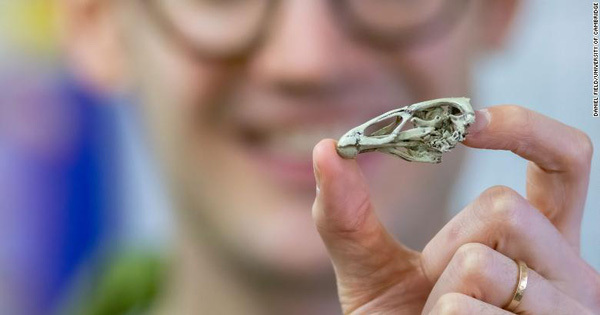 Discovered the Intact Skull of 'Magical Chicken': the