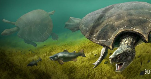 Discovered the Largest Ancient Tortoise Ever Existed on