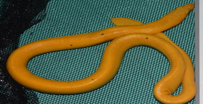 Discovering New Snakes, Whole Body Covered with Strange Sparkling Gold