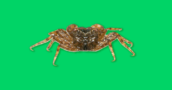 Discovering Tiny Crab Species Can Climb Trees