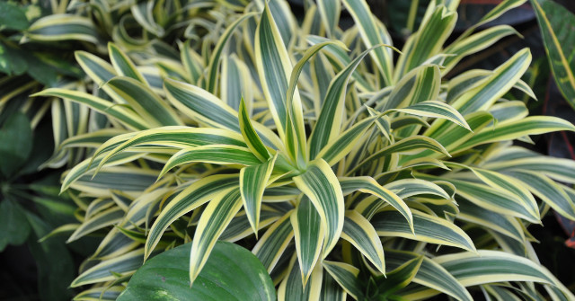 DNA Testing Shows an Extinct Plant Species