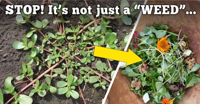 Do Not Confuse the Vegetables as Weeds, You Will Be Shocked to Know Its Miraculous Use!?
